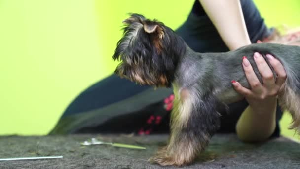 Groomer kammen van Yorkshire Terrier. extra 's in de dierenwinkel — Stockvideo