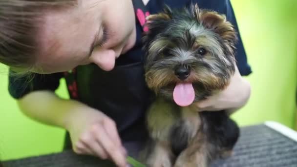 Groomer hřebeny Yorkshire Terrier. extra v obchodě se zvířaty — Stock video