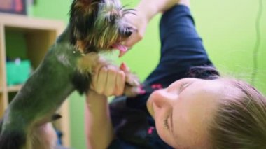 Groomer, Yorkshire Teriyerini makasla kırpıyor. Evcil hayvan dükkanında figüranlar.