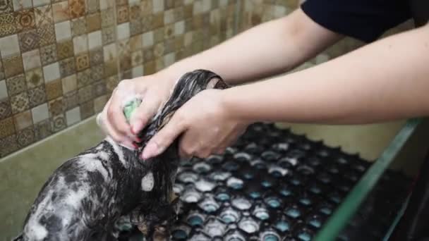 Dueño del perro se baña en la ducha de Yorkshire Terrier — Vídeo de stock