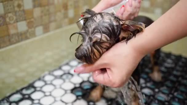 Groomer se baña en la ducha de Yorkshire Terrier — Vídeos de Stock