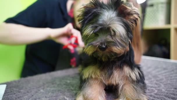 Groomer membuat penggunting cakar Yorkshire Terrier dengan gunting khusus. — Stok Video