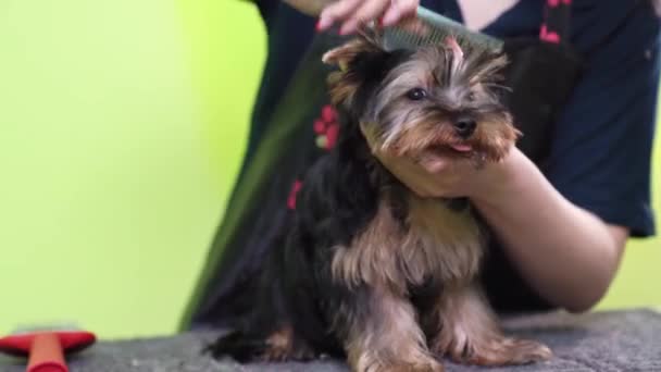 Peines de mujer Groomer de Yorkshire Terrier después de lavar — Vídeo de stock