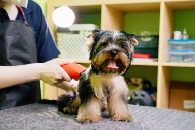 Yorkshire Teriyeri 'nin tımar kesimleri hayvanlar için saç kesim makinesiyle yapılıyor..