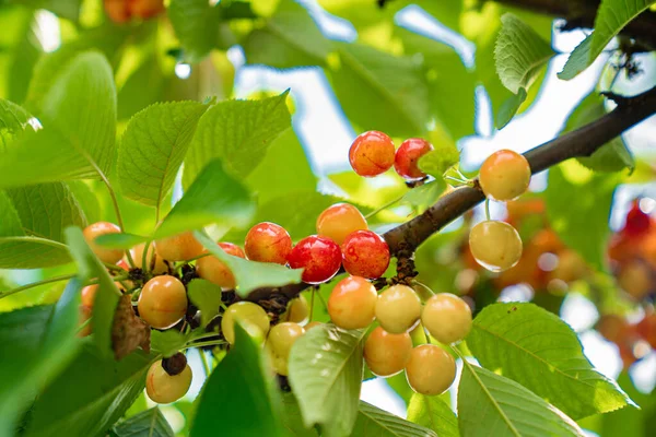 Kirazlı dal. meyve ve meyve hasadı. 