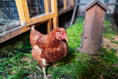 Tavuk kümesinde kızıl tavuklar. Çiftlikte kümes hayvanları için bir ahır.