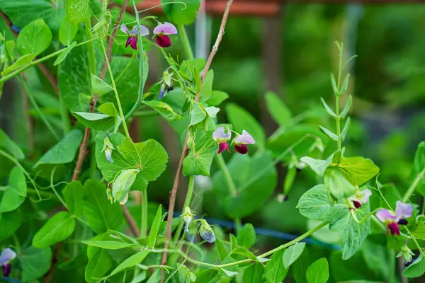 Egy zöld borsóvirág egy bokorban egy zöldségkertben. farm. hüvelyesek termesztése. — Stock Fotó
