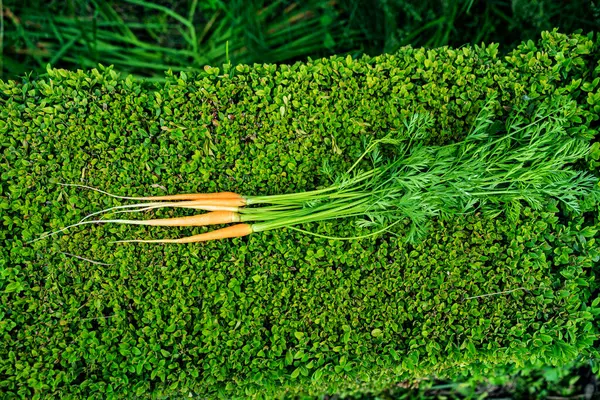 Pequena cenoura na folhagem verde do arbusto. colheita antecipada — Fotografia de Stock