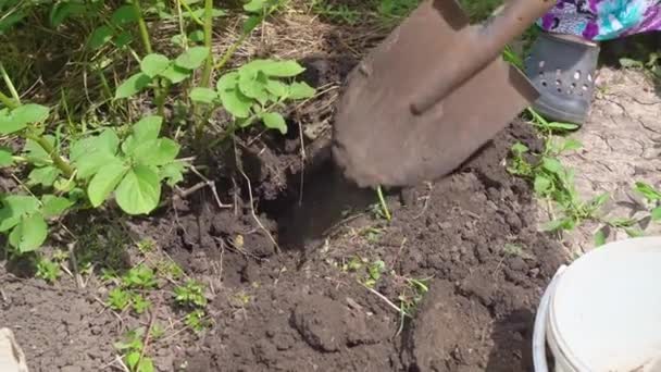 Μια γυναίκα σκάβει μια νεαρή πατάτα από το έδαφος. — Αρχείο Βίντεο