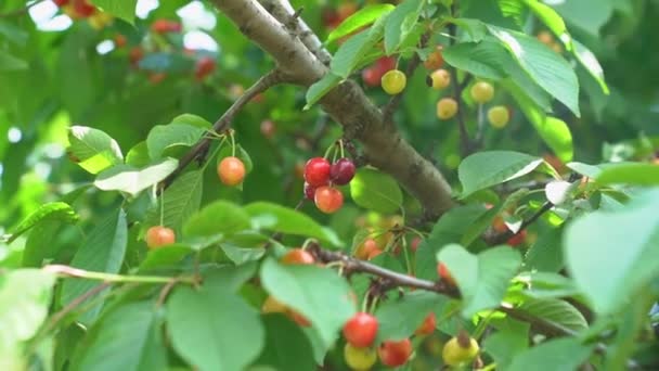甘いチェリーの枝。果実や果物の収穫. — ストック動画