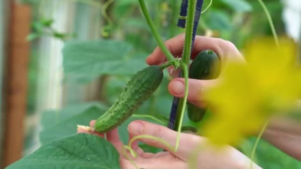 Handplockar unga små gurkor på buskarna i växthuset. — Stockvideo