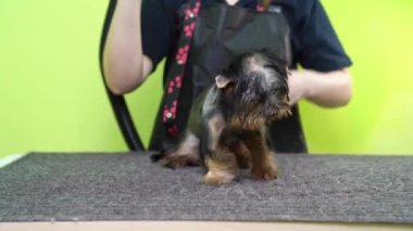 Groomer, Yorkshire Terrier 'ın saç kurutma makinesiyle kuruyor.