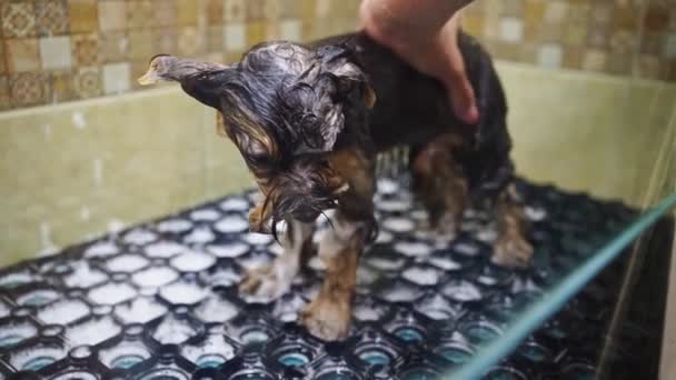 Groomer se baña en la ducha de Yorkshire Terrier — Vídeo de stock