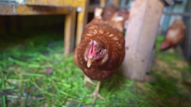 Rode kippen in het kippenhok. een stal voor pluimvee op de boerderij. — Stockvideo