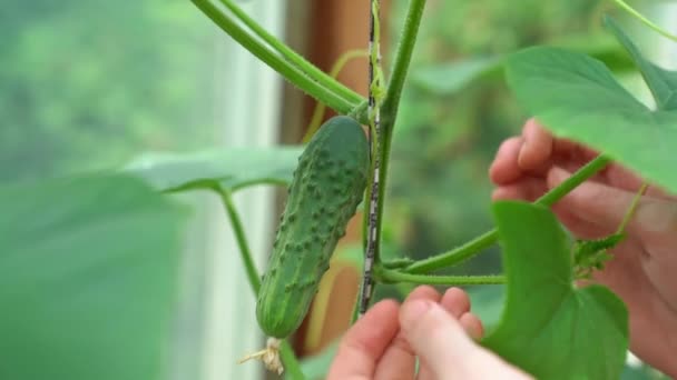 Рука штовхає молоді маленькі огірки на кущі в теплиці . — стокове відео