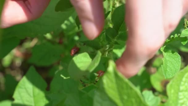 Ruce rozdrtit larvy brouků z Colorada na bramborových listech. — Stock video