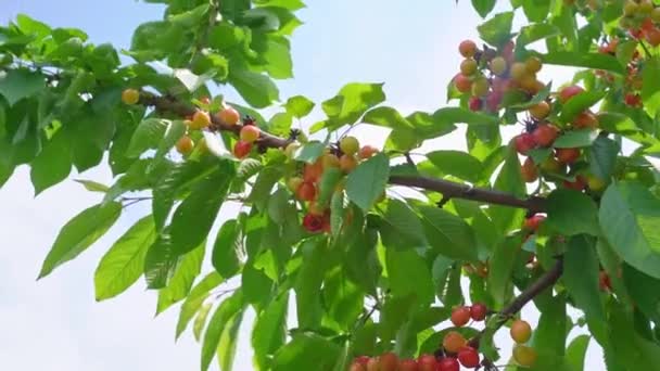 Gałąź ze słodkimi wiśniami. zbiory jagód i owoców. — Wideo stockowe