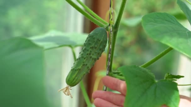 Handplockar unga små gurkor på buskarna i växthuset. — Stockvideo