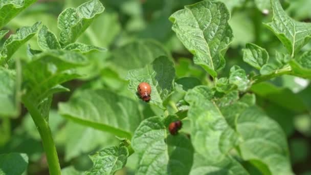 Larvas de escarabajos de Colorado sobre hojas de patata. — Vídeos de Stock