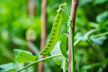 Bir sebze bahçesindeki çalıların üzerinde yeşil bezelye kabuğu. Çiftlik. büyüyen baklagiller. 