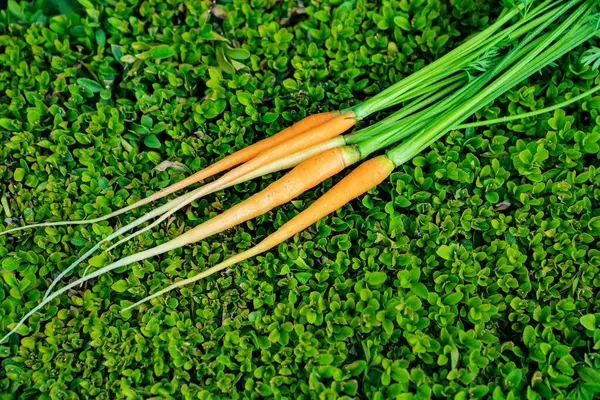Маленькая морковка на зеленой листве куста. уборка раннего урожая — стоковое фото