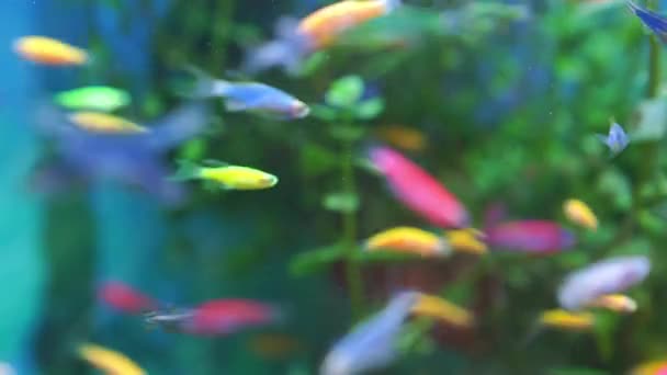 Danio pequeno, peixe rápido com cores incomuns. raça despretensiosa — Vídeo de Stock
