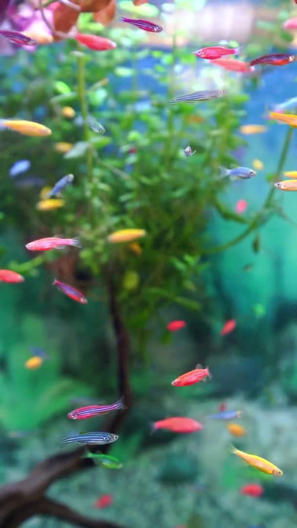 Vertikální video. malé mnohobarevné ryby plavou v akváriu. meditace. obchod se zvířaty. — Stock video