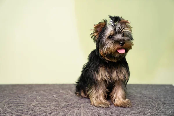 Yorkshire terrier. cute dog before a haircut at the groomer. — Stock Photo, Image