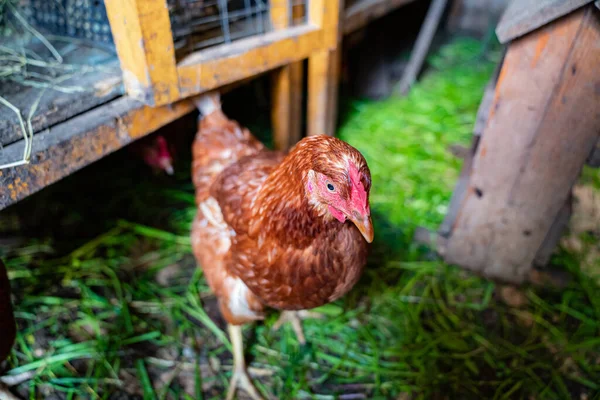 Rote Hühner im Hühnerstall. ein Stall für Geflügel auf dem Hof. — Stockfoto