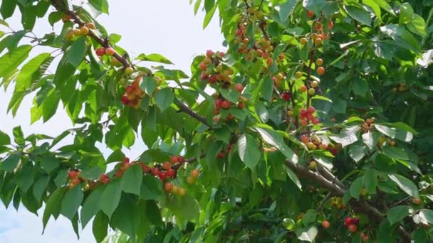 Branch with sweet cherries. harvest of berries and fruits. — Stock Video