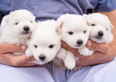 Bir adamın elinde dört beyaz Japon Spitz yavrusu. Şirin tüylü köpekler.. 