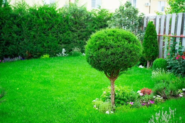 Dekoracyjnie przystrzyżone drzewo w ogrodzie na podwórku domu. — Zdjęcie stockowe
