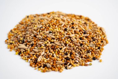 Papağan beyaz arka planda beslenir. evcil hayvan dükkanı.