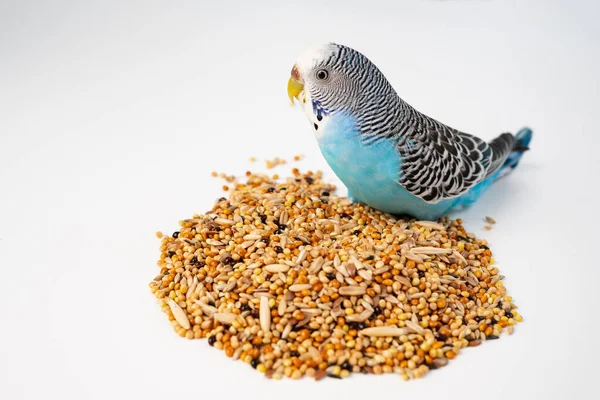 Blue wavy parrot eats bird food on a white background. pet shop. — Stock Photo, Image