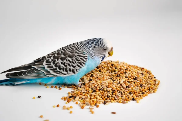 El loro ondulado azul come comida de aves sobre un fondo blanco. tienda de mascotas. —  Fotos de Stock