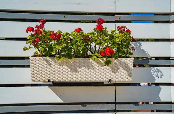 Vaso de plantas com flores na cerca no quintal da casa. — Fotografia de Stock