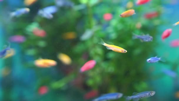Danio kleine, snelle vis met ongewone kleuren. pretentieloos ras — Stockvideo
