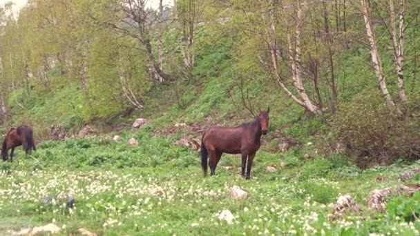 Hästar betar i en glänta i bergen. — Stockvideo