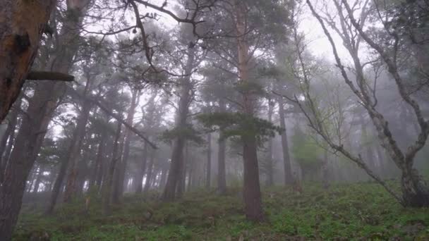 Paysage avec des arbres dans les montagnes pendant le brouillard. — Video