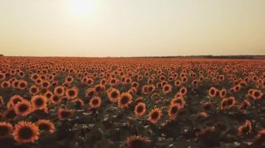 Gün batımında ayçiçeği tarlası. Tarım çiçekli yaz tarlası. uçuş bitti