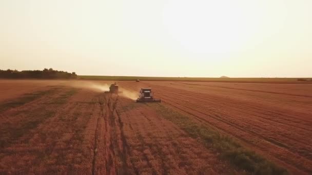 Trekkers en combineert werk.zomer landbouwvelden bij zonsondergang tijdens de oogst. — Stockvideo