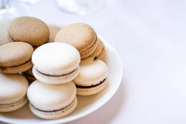 Fly on macaroon cakes. traps for flies and mosquitoes. — Stock Photo, Image