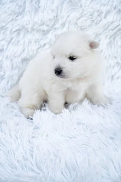 Mignon chiot japonais spitz blanc. chien pur-sang sur une couverture blanche moelleuse. — Photo