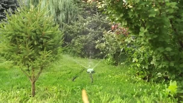 Sistema di irrigazione automatica di erba e arbusti in giardino. — Video Stock