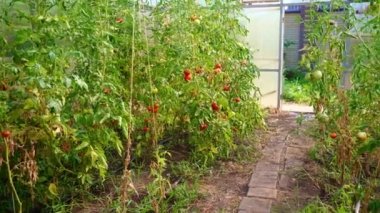 Özel bir evin bahçesinde domatesli bir sera.. 