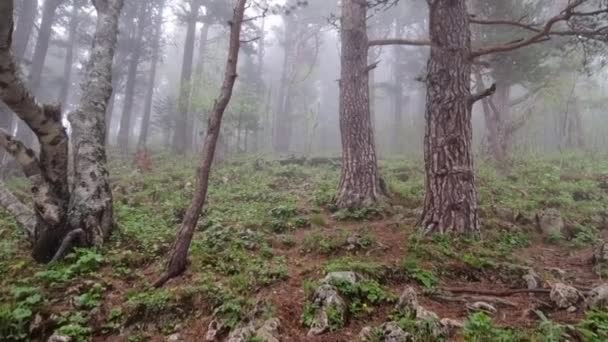 Τοπίο με δέντρα στα βουνά κατά τη διάρκεια της ομίχλης. — Αρχείο Βίντεο