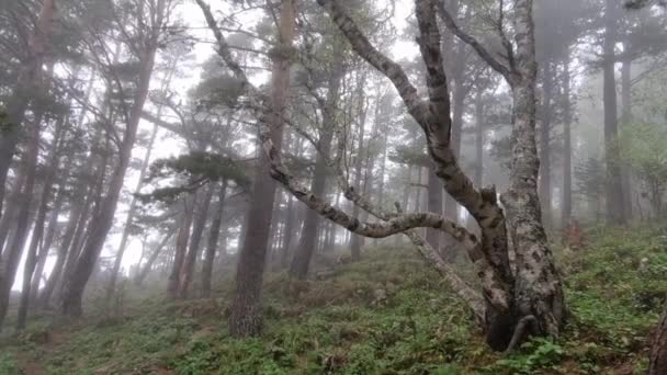 Paysage avec des arbres dans les montagnes pendant le brouillard. — Video