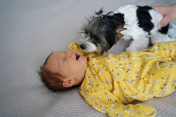 De hond kijkt nieuwsgierig en ruikt aan de pasgeboren baby — Stockfoto