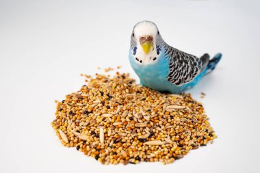 Mavi dalgalı papağan beyaz arka planda kuş yemi yer. evcil hayvan dükkanı.