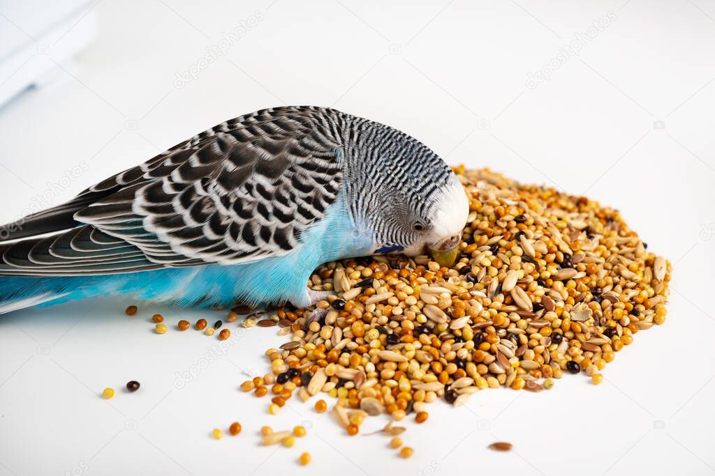 Blue wavy parrot eats bird food on a white background. pet shop.